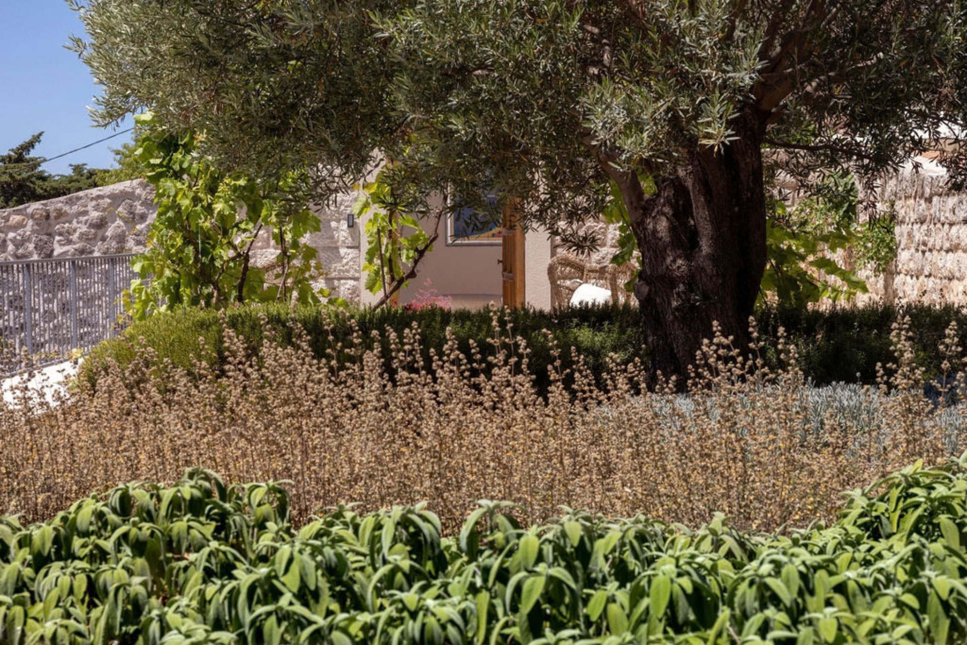 Murmures d’herbes : câpres, romarin et les saveurs de Natali Garden